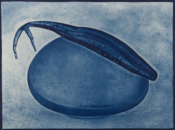 Paul Karabinis, Fish Out of Water, 2011, Toned Cyanotype, 20 x 24 in., Courtesy of the Artist