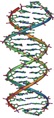 F&A DNA